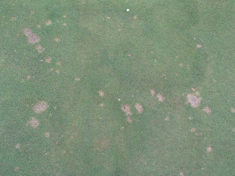 Bệnh đốm đô la ở cỏ