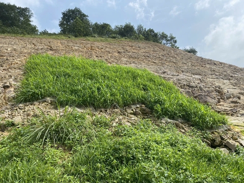 Trồng cỏ mái dốc tại sân golf Stone Highland Golf & Resort - Việt Yên - Bắc Giang