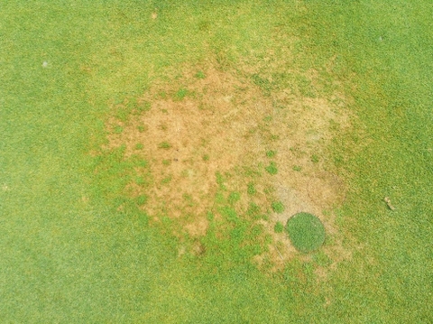 Bệnh cháy cỏ ở cỏ