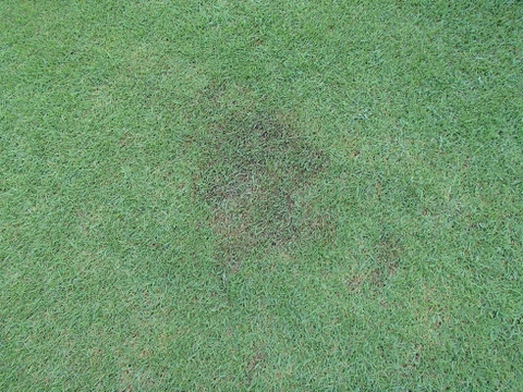 Bệnh cháy lá ở cỏ