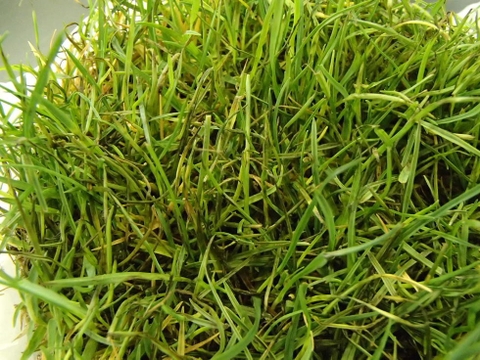 Bệnh đạo ôn ở cỏ