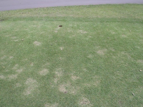 Bệnh đốm trắng hoại tử ở cỏ