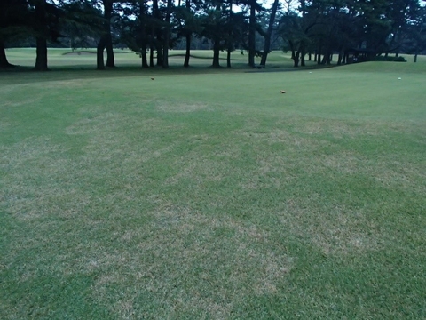 Bệnh héo rũ (Zoysia Decline)