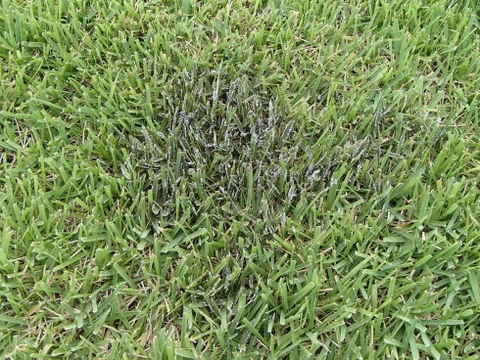 Bệnh nấm mốc ở cỏ