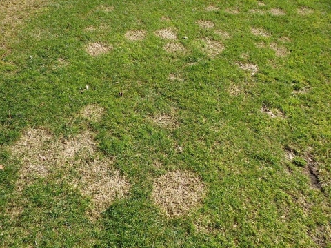 Bệnh nấm mốc tuyết hồng