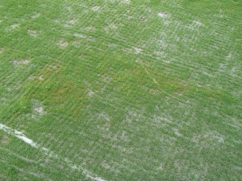 Bệnh Pythium ở cỏ