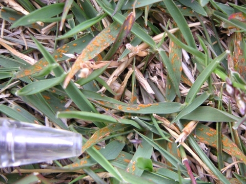 Bệnh rỉ sắt ở cỏ