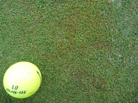 Bệnh thán thư ở cỏ sân golf