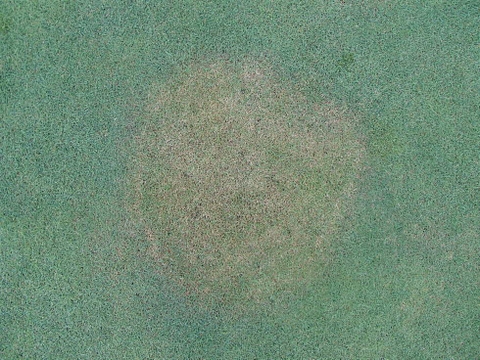 Bệnh mảng nâu ở cỏ