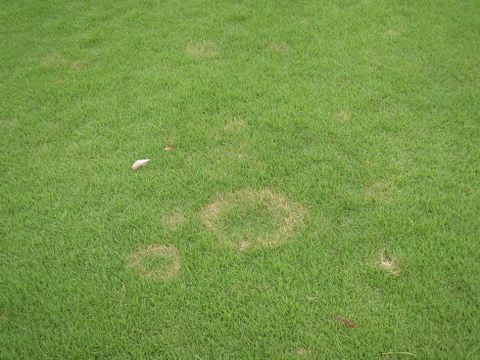 Bệnh thối lá giả (vết chân voi)