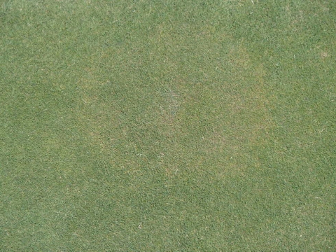 Bệnh thối lá giả ở cỏ