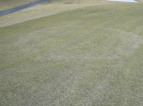 Bệnh thối lá (mảng lớn) ở cỏ