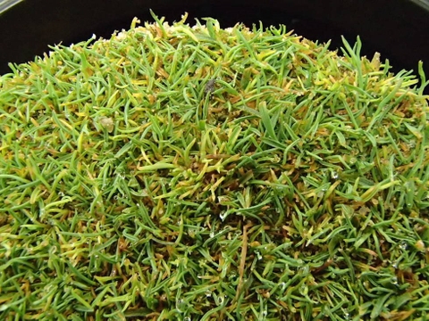 Bệnh vàng lùn trên cây cỏ