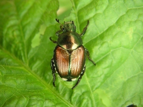 Bọ cánh cứng Popillia Japonica