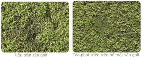 Cách kiểm soát tảo và rêu trên sân golf