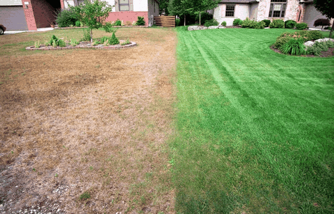 Cách làm cho cỏ Bermuda xanh tươi nhanh hơn vào mùa xuân