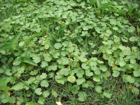 Cỏ Ochidome trên sân golf