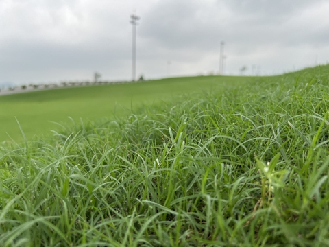 Tần suất tưới nước phù hợp cho cỏ sân golf