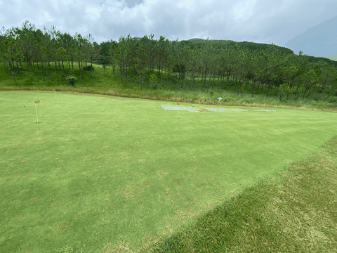 3 nhóm cỏ sân golf mà bạn cần biết và phân biệt được