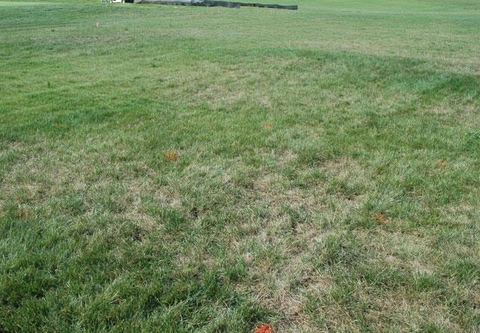 Bệnh đốm lá xám ở cỏ