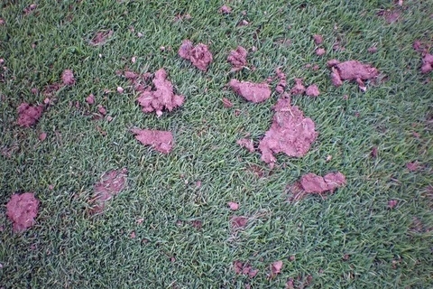 Giun đất trên sân golf