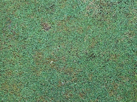 Các Phương Pháp Kiểm Soát Sâu Bệnh Trên Sân Golf