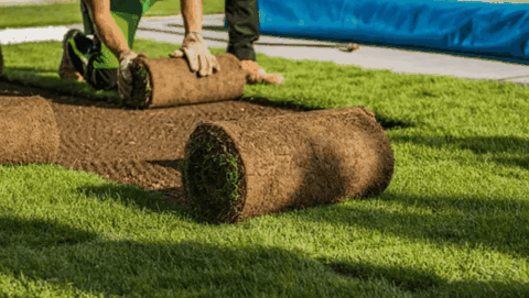 Lựa chọn và duy trì loại cỏ tốt nhất cho sân golf của bạn