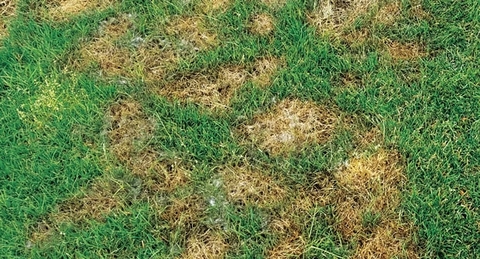 Làm thế nào để ngăn ngừa và kiểm soát bệnh cỏ sân golf?