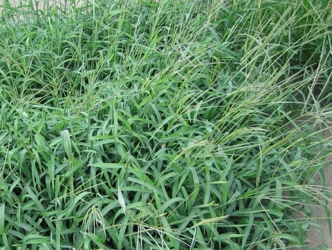 Cỏ cua - Một loại cỏ dại mọc trên sân cỏ