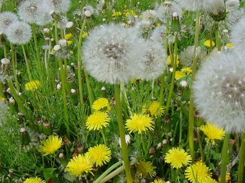 Một số loại cỏ dại phổ biến trên sân golf tại Việt Nam