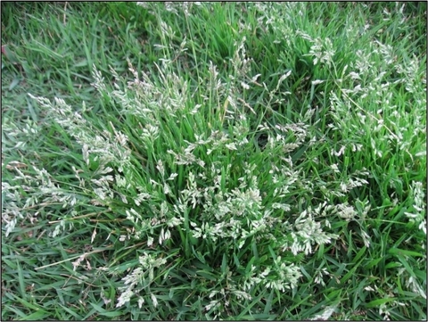 Cỏ Poa annua