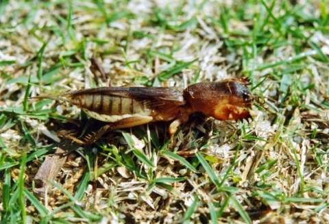 Dế trũi trên sân golf