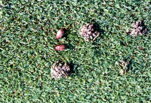 Bọ cánh cứng trên sân golf