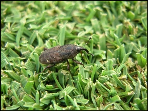 Mọt Siba trên sân golf