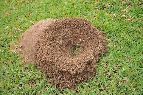 Đồi kiến ở trên bãi cỏ