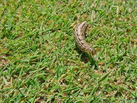 Bướm đêm trên sân golf