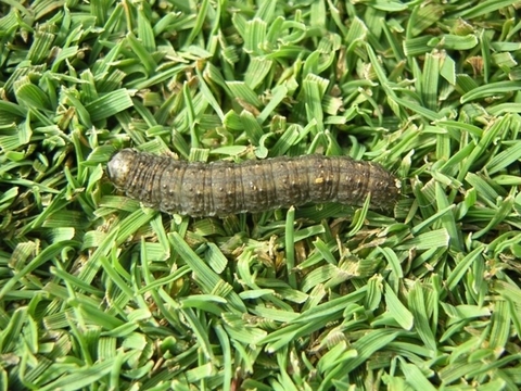 Tamanayaga trên sân golf