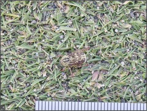 Bọ Ectinohoplia Obducta