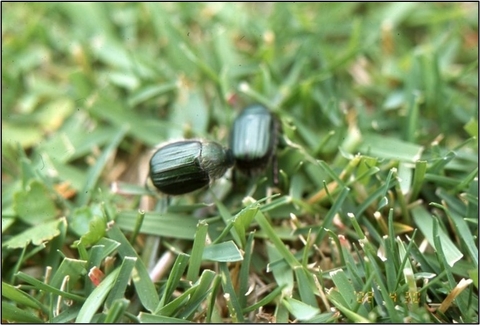 Bọ cánh cứng lưng phẳng