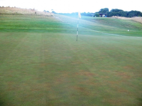 Rối loạn chức năng rễ Pythium - Nguyên nhân suy thoái rễ cỏ mà bạn cần biết