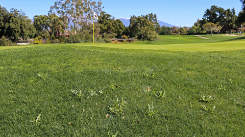 Quản lý cỏ cắt hiệu quả để có sân golf khỏe mạnh hơn