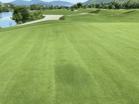 Mẹo Quản Lý Cỏ Sân Golf Trong Mùa Hè Nóng Bức