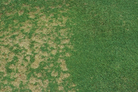 Dollar Spot trên sân golf - Nguyên nhân và cách khắc phục