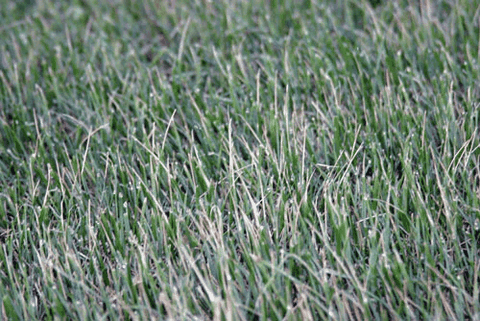 Thiệt hại do sương giá so với nấm gây hại cho cỏ: Làm thế nào để phân biệt?