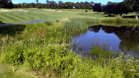 Vai trò của thực vật bản địa trong việc tăng cường quản lý nước trên sân golf