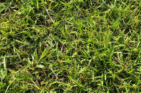 Cỏ gấu trên sân golf và cách diệt cỏ gấu sân golf