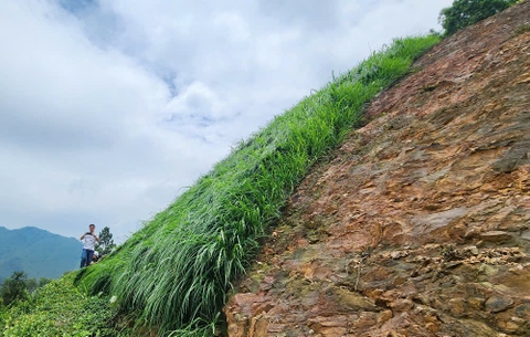 Trồng cỏ mái dốc tại Thanh Lanh Valley Golf & Resort - Bình Xuyên - Vĩnh Phúc