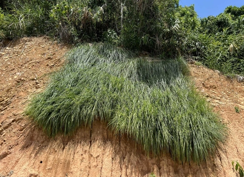 Trồng cỏ mái dốc tại Bà Nà Hills Golf Club - Hòa Vang - Đà Nẵng