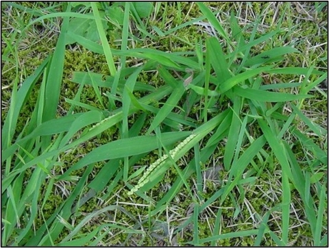 Bao phấn có màu đen