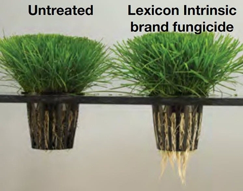Thuốc diệt nấm Lexicon Intrinsic